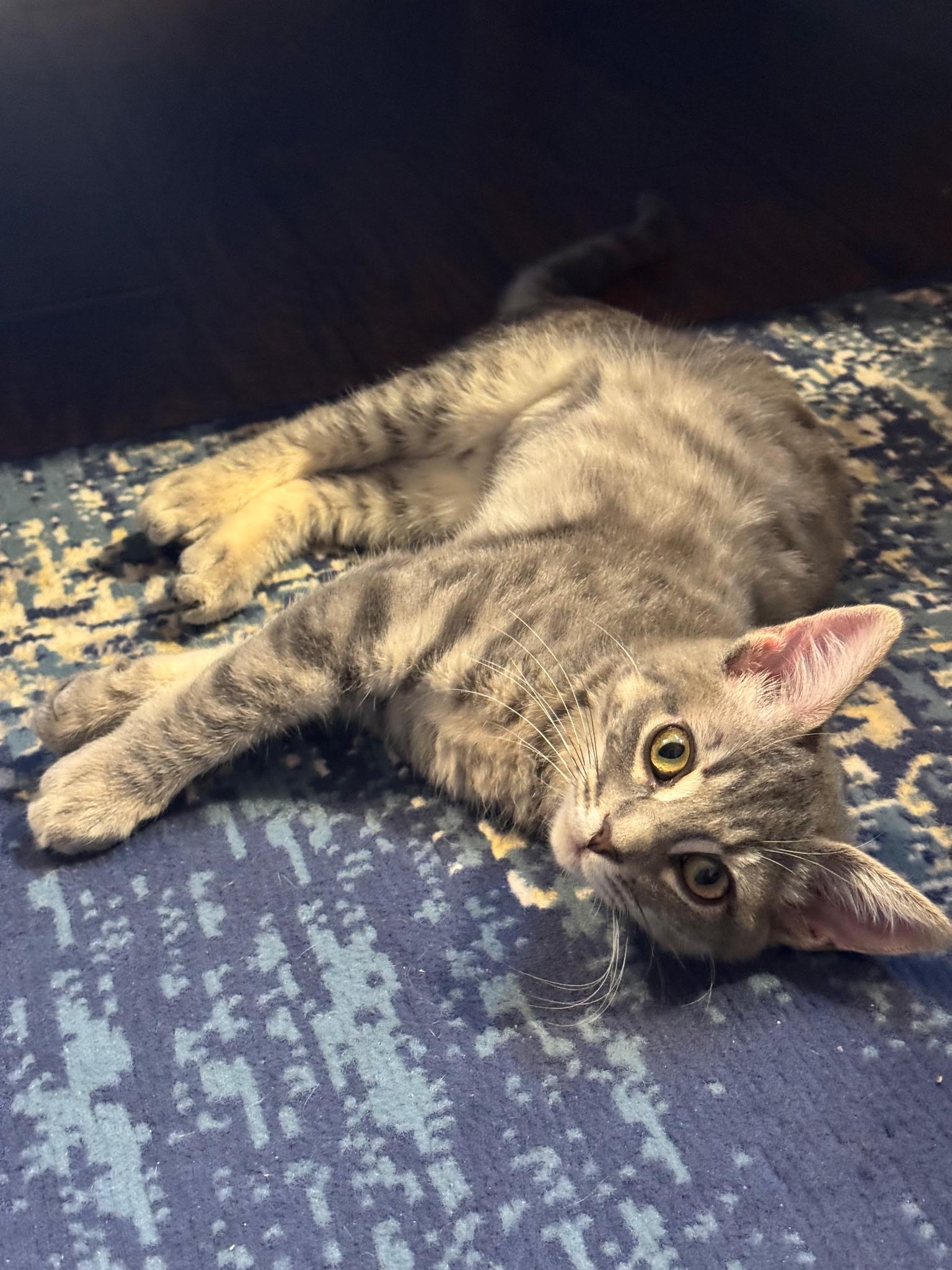 Enlarge Paper, a Adoptable Tabby in Pasco, WA image 4/4