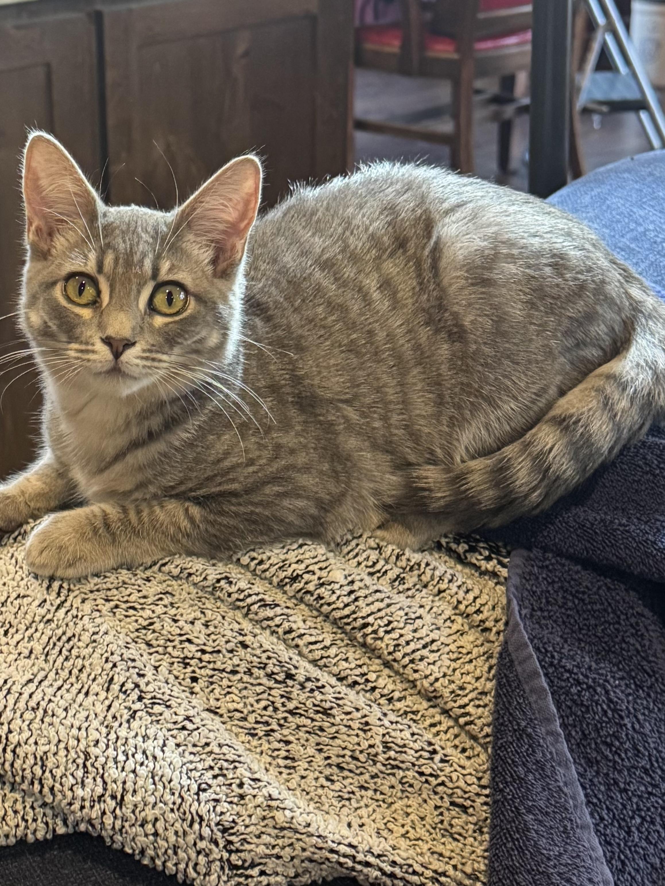 Enlarge Paper, an adopted Tabby in Pasco, WA image 4/6