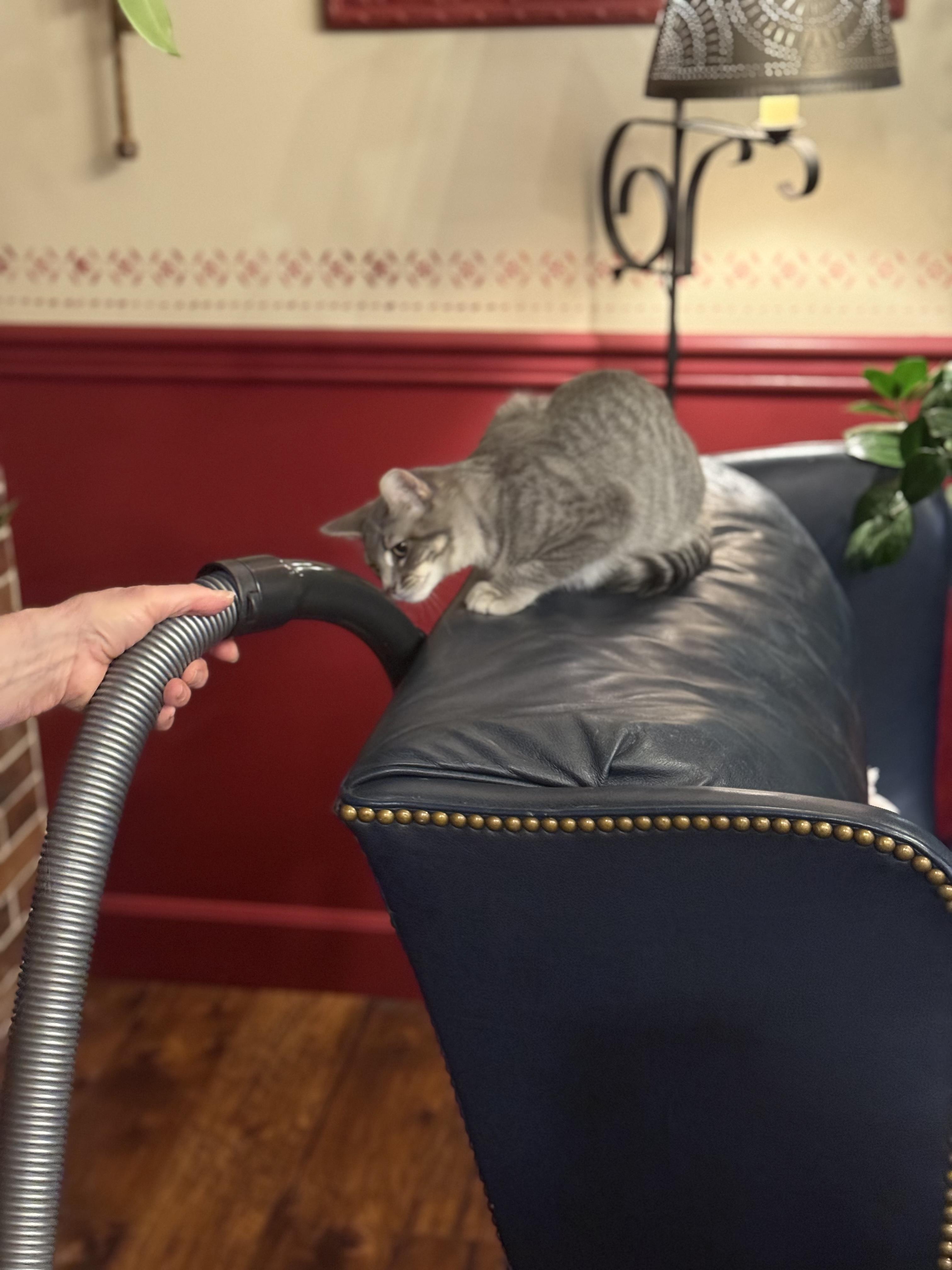 Enlarge Paper, an adopted Tabby in Pasco, WA image 5/6