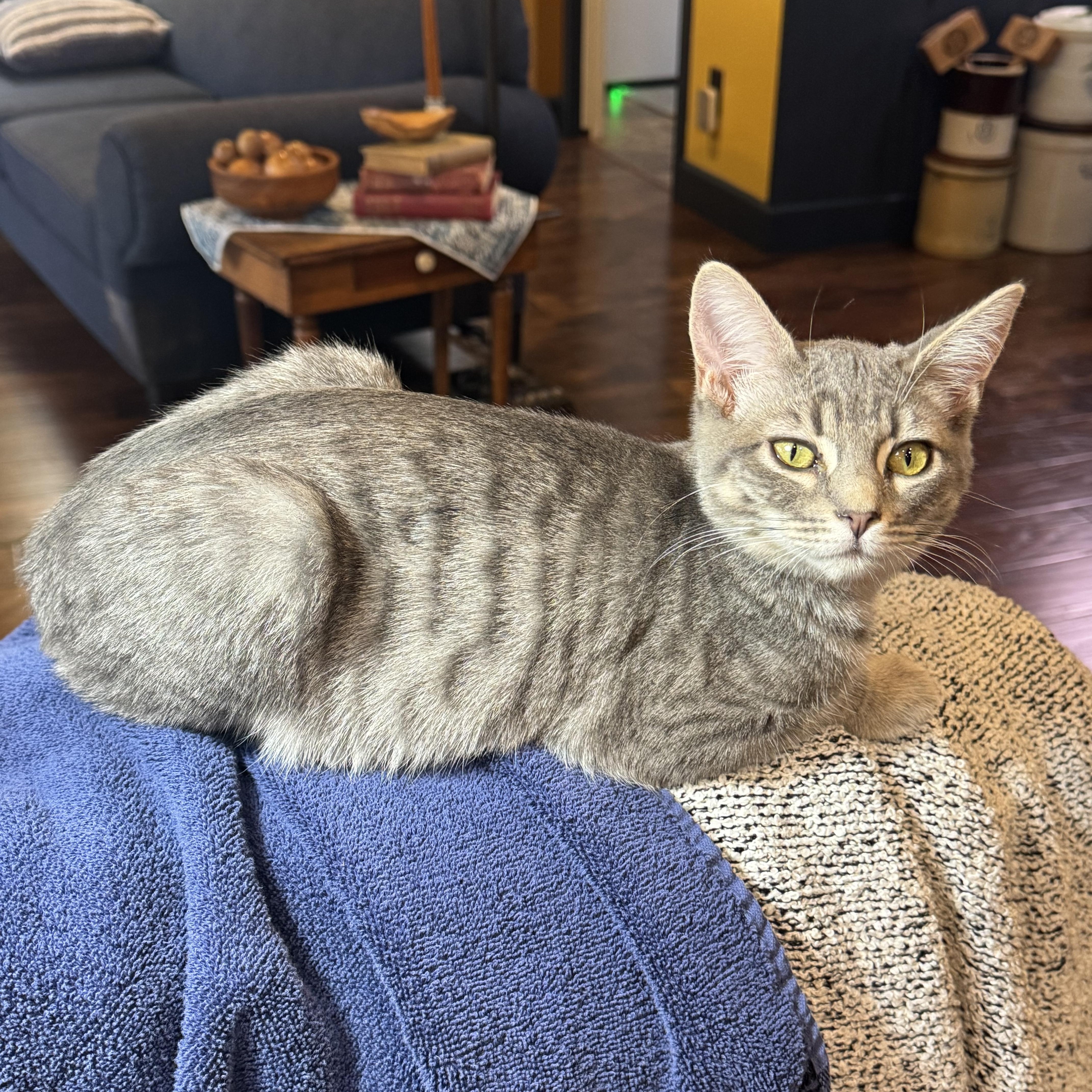 Enlarge Paper, an adopted Tabby in Pasco, WA image 1/6