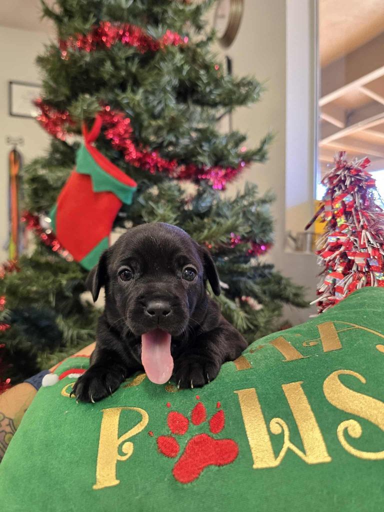 Willow, Adoptable, Puppy Female Pug & Terrier.