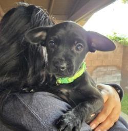 Enlarge Willow, a Adoptable mixed breed in Coachella, CA image 2/6