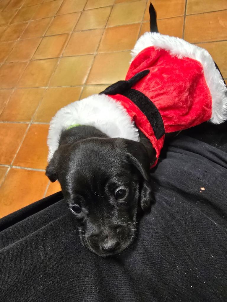 Enlarge Willow, a Adoptable mixed breed in Coachella, CA image 3/6