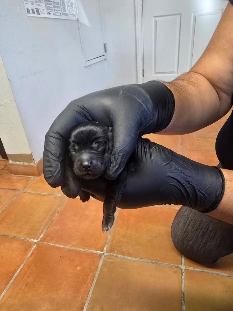 Enlarge Willow, a Adoptable mixed breed in Coachella, CA image 4/6