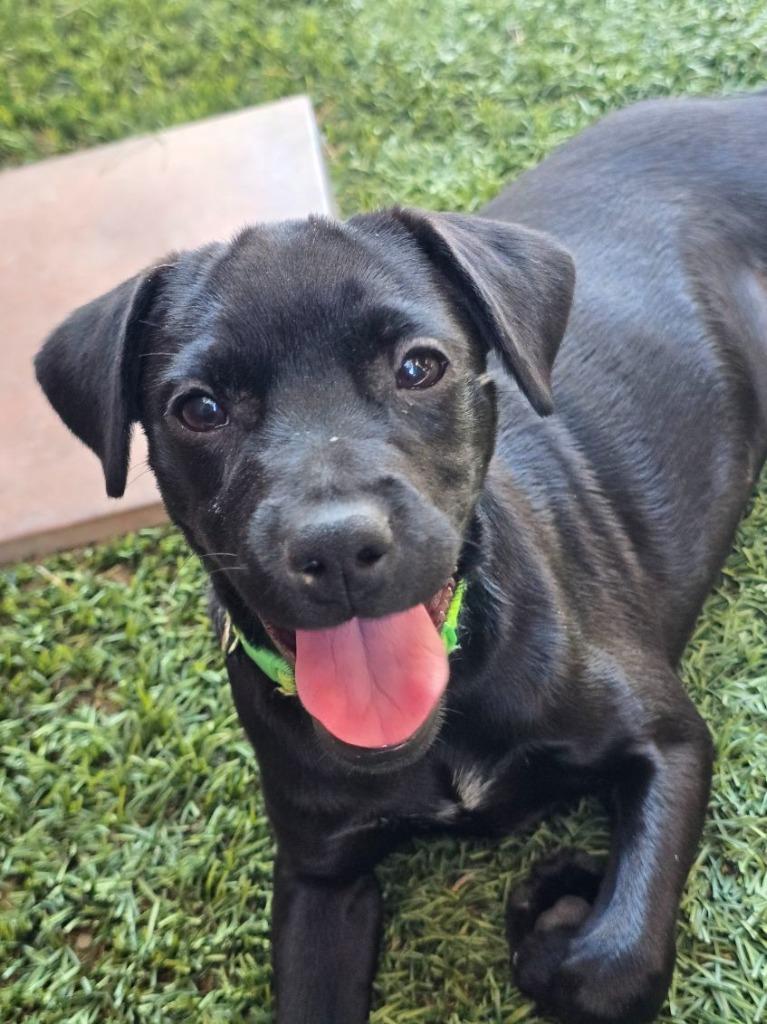 Enlarge Willow, a Adoptable mixed breed in Coachella, CA image 5/6