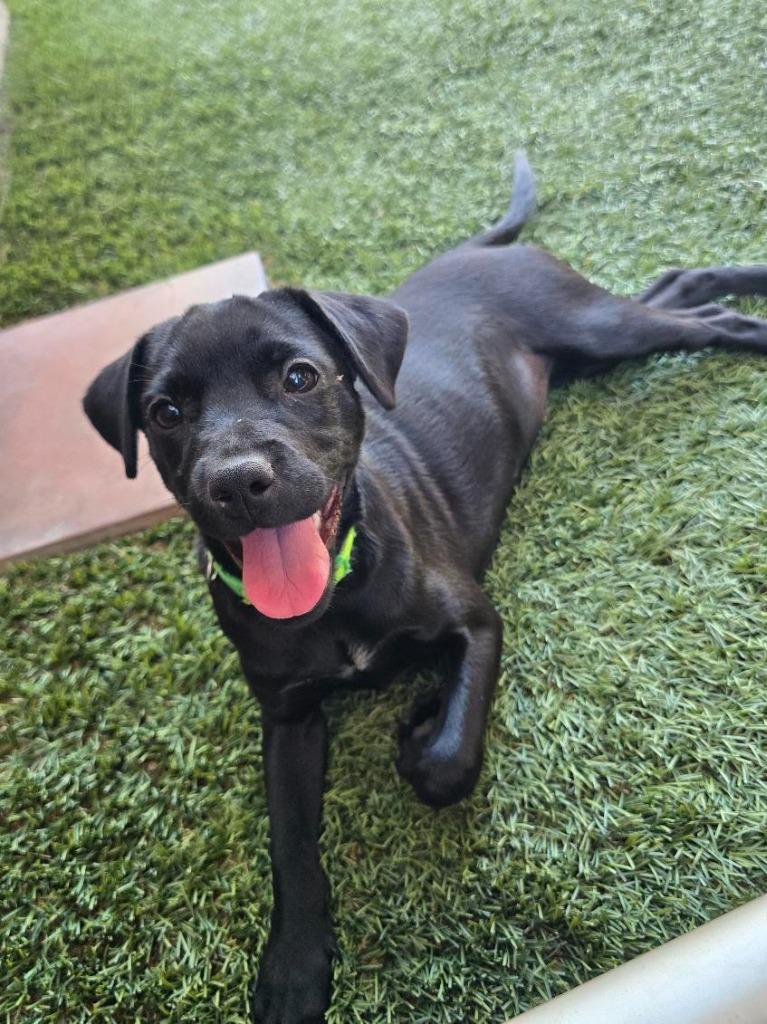 Enlarge Willow, a Adoptable mixed breed in Coachella, CA image 6/6