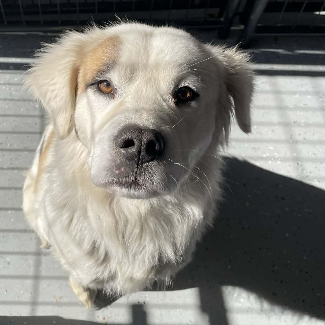 Enlarge Teddy, a ADOPTABLE Mixed Breed in Bishopville, SC image 1/2