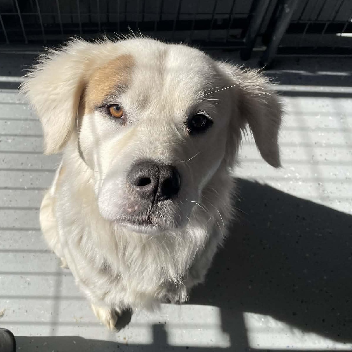 Enlarge Teddy, a ADOPTABLE Mixed Breed in Bishopville, SC image 2/2