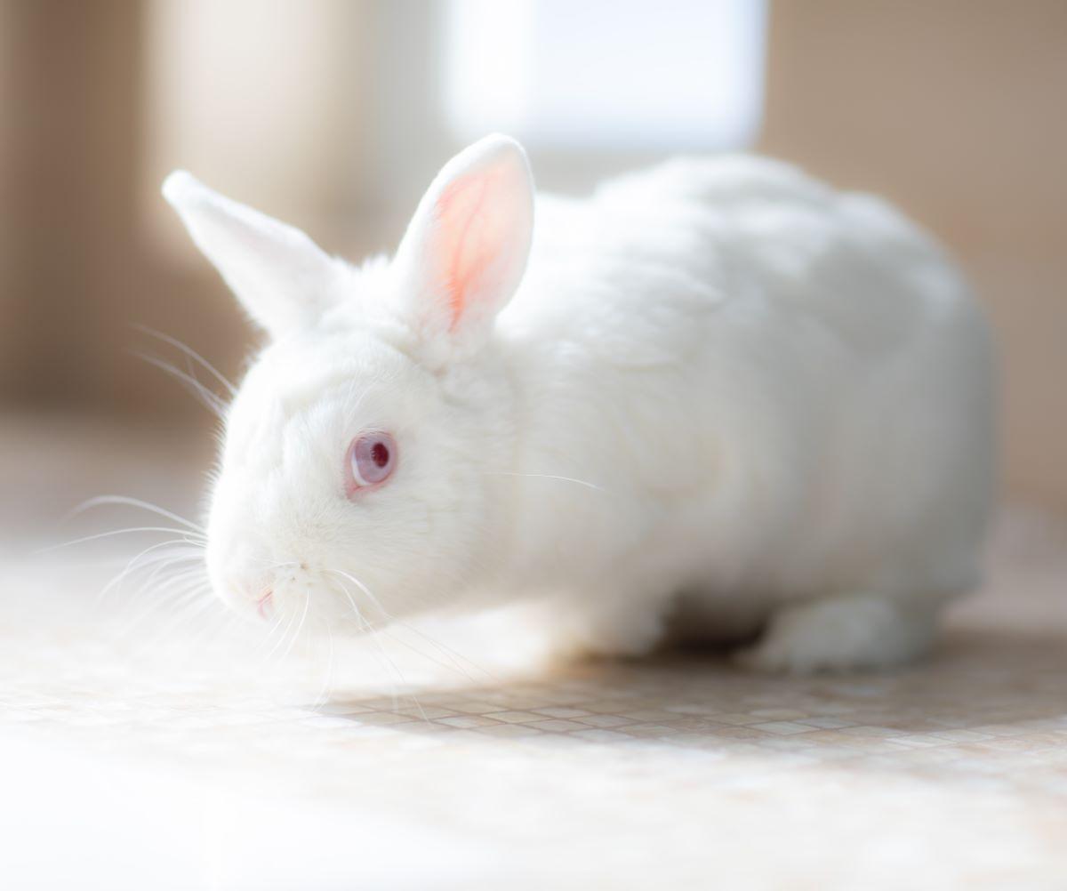 Hoptimistic, Adopted, Adult Male Bunny Rabbit.