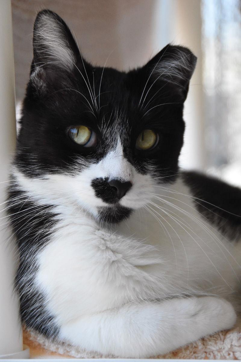 Enlarge Indiana, a Adoptable Domestic Short Hair in Seal Beach, CA image 2/6