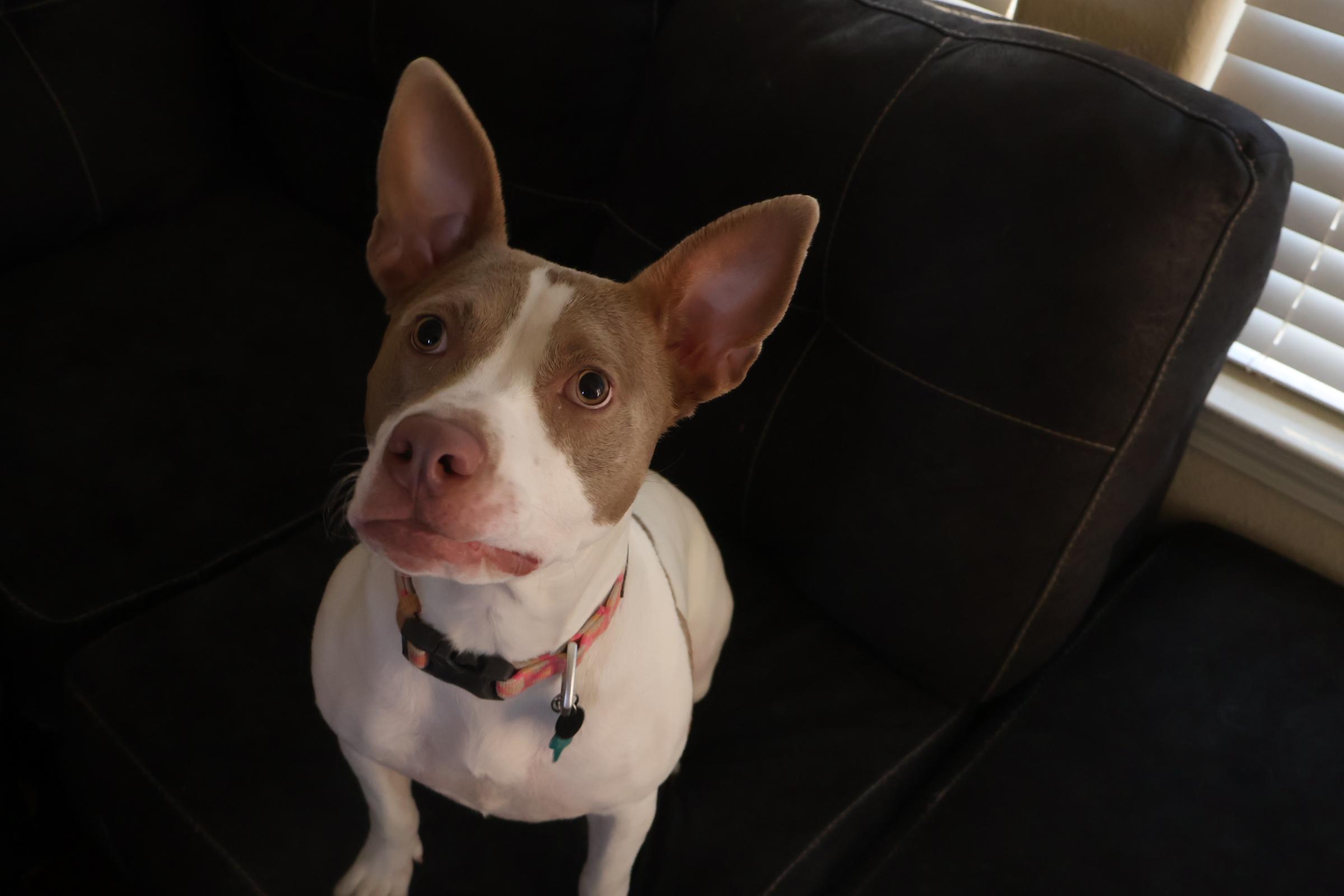 Enlarge Mabel, a other mixed breed in Austin, TX image 3/3