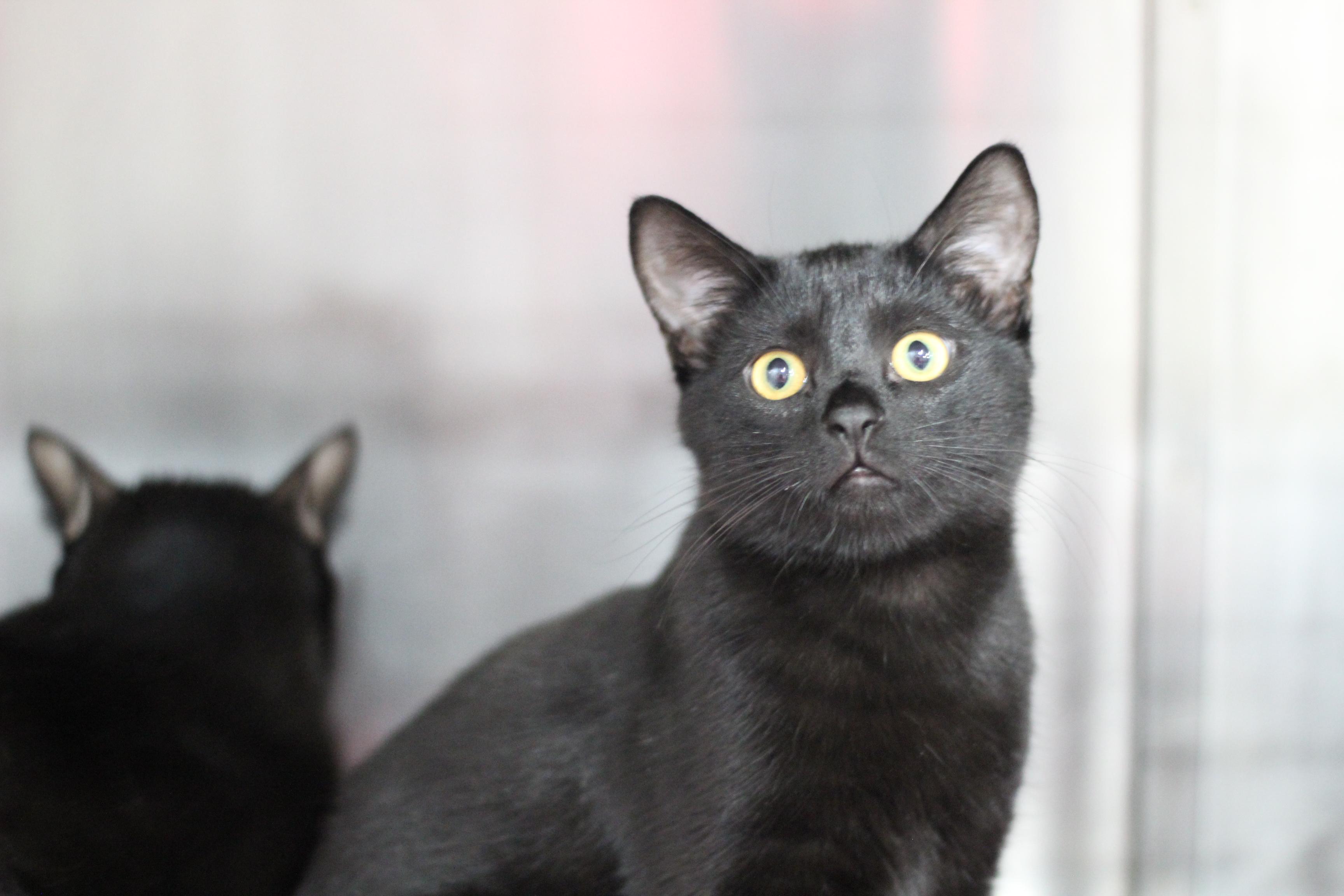Buffy, adopted, Adult Female Domestic Short Hair.