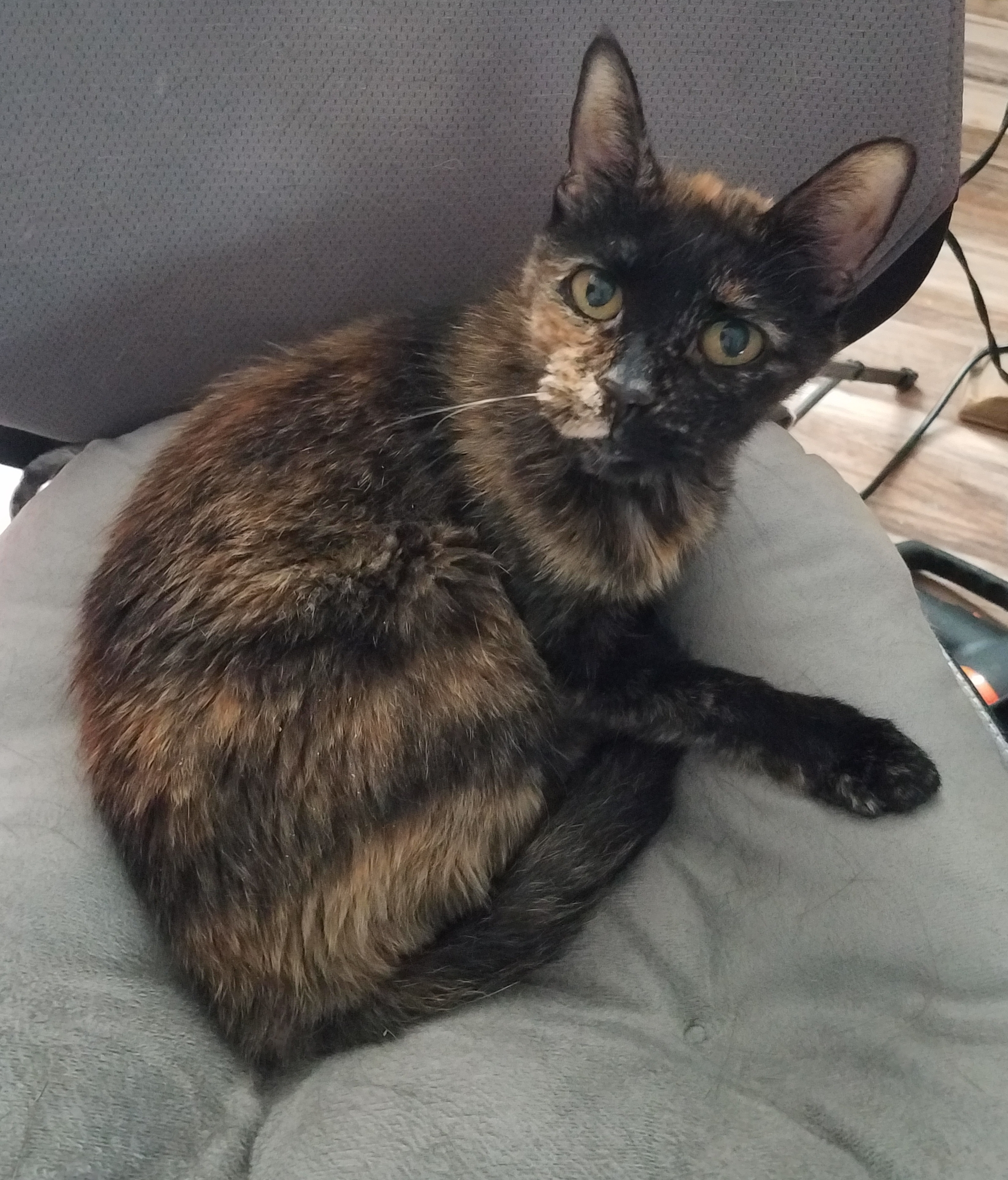 Monica, Adopted, Adult Female Domestic Short Hair & Tortoiseshell.