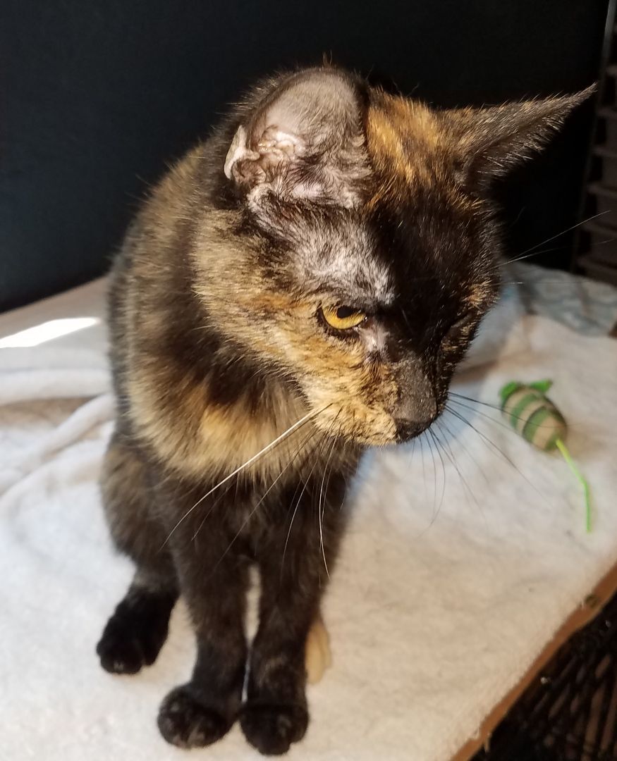 Monica, a Adopted mixed breed in Scottsdale, AZ image 2/6