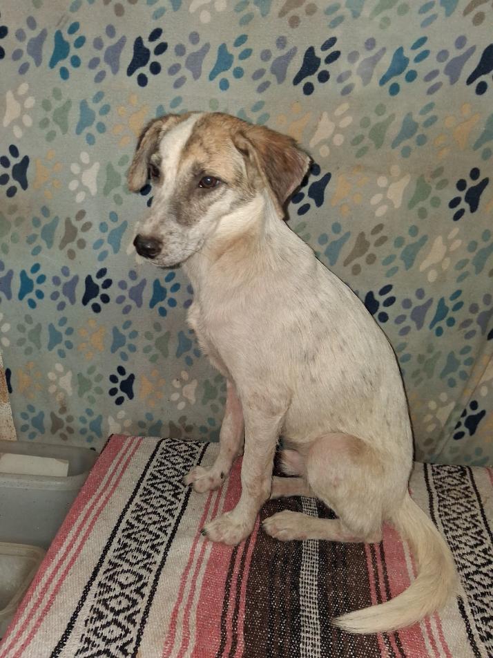 Winston, Adoptable, Young Male Australian Cattle Dog / Blue Heeler.