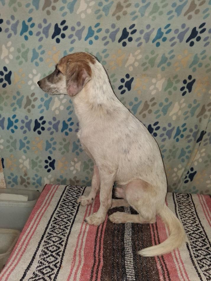 Enlarge Winston, a Adoptable mixed breed in Cumberland, RI image 2/2