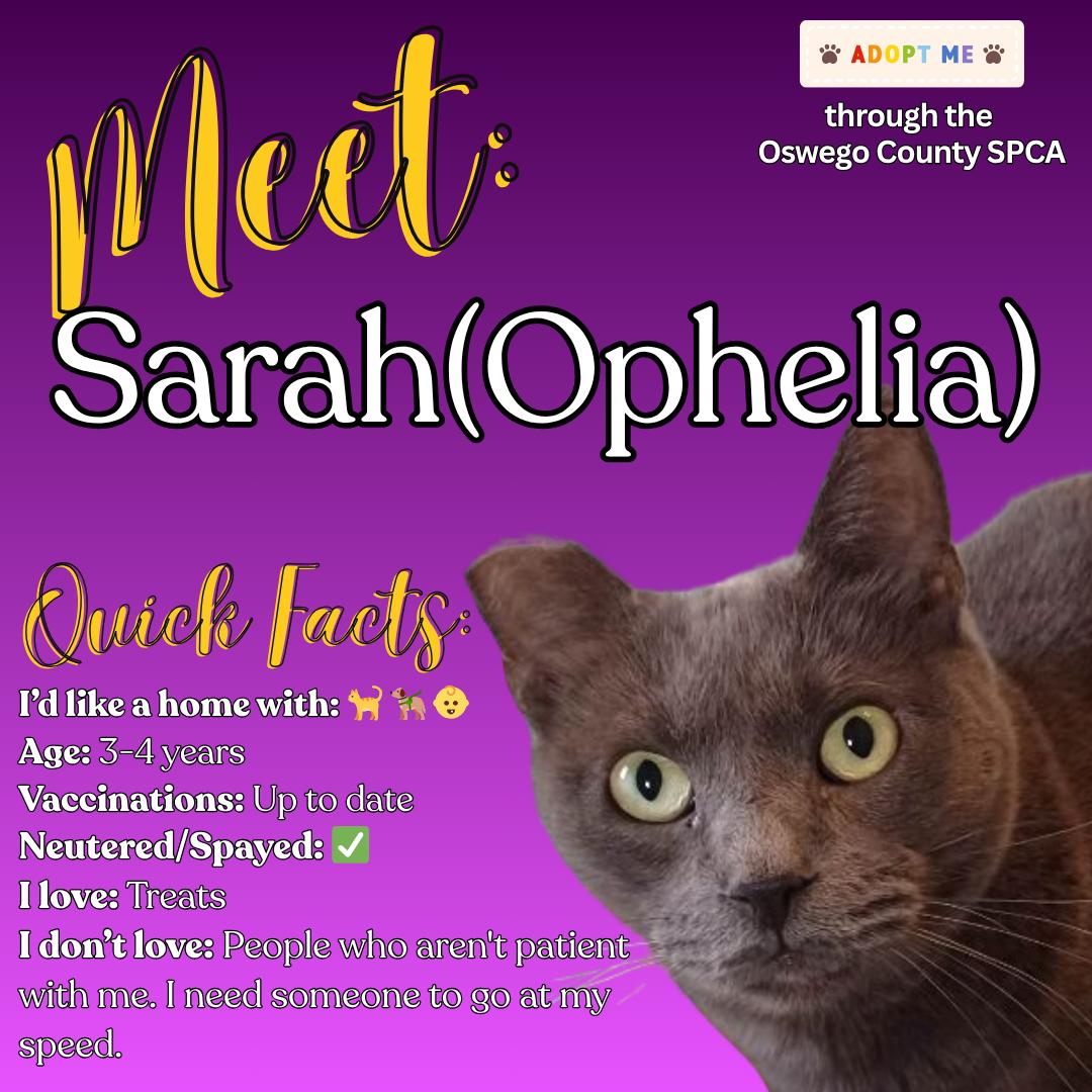 Enlarge Sarah aka Ophelia, a Adoptable Domestic Short Hair in Fulton, NY image 1/5