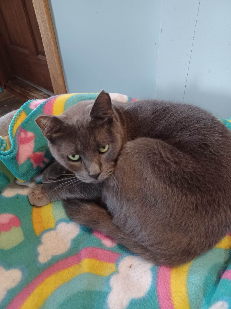 Sarah aka Ophelia, an adoptable Domestic Short Hair in Fulton, NY, 13069 | Photo Image 2