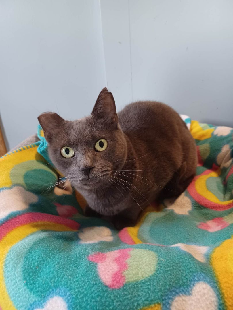 Enlarge Sarah aka Ophelia, a Adoptable Domestic Short Hair in Fulton, NY image 5/5