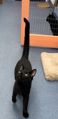 Maxine, Adoptable, Young Female Domestic Short Hair.