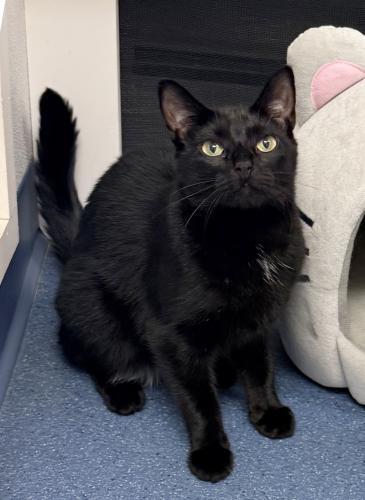 Enlarge Maxine, a Adoptable Domestic Short Hair in St. Johnsbury, VT image 2/3