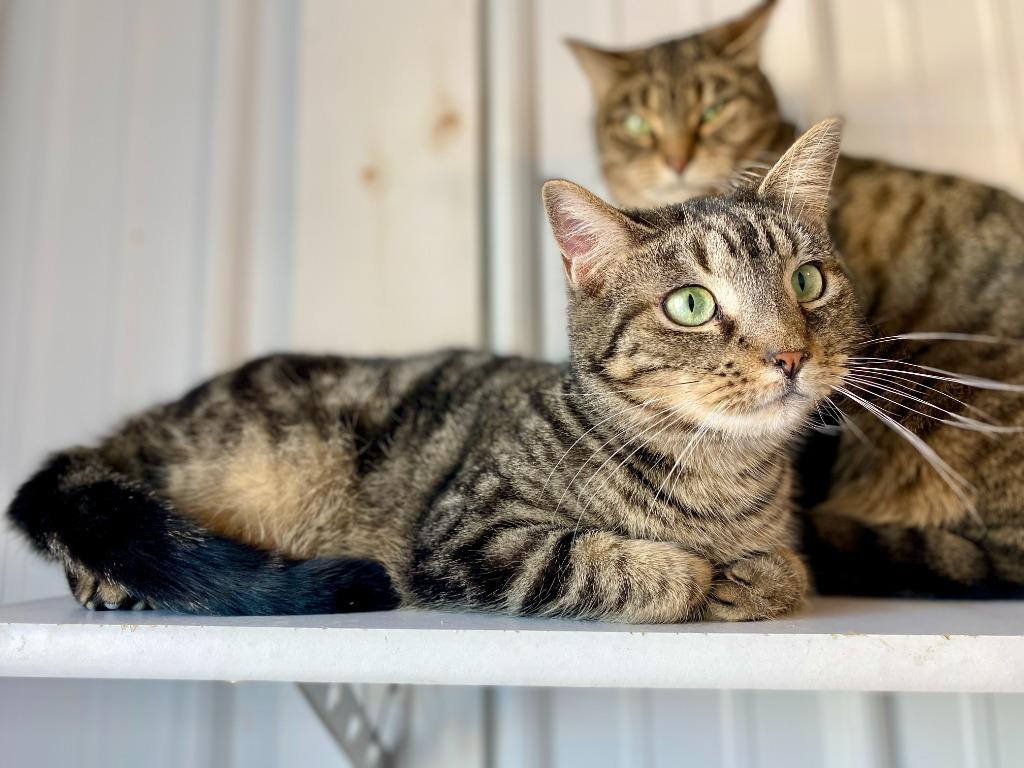 Enlarge Alex, a Adoptable mixed breed in Hartford City, IN image 1/6