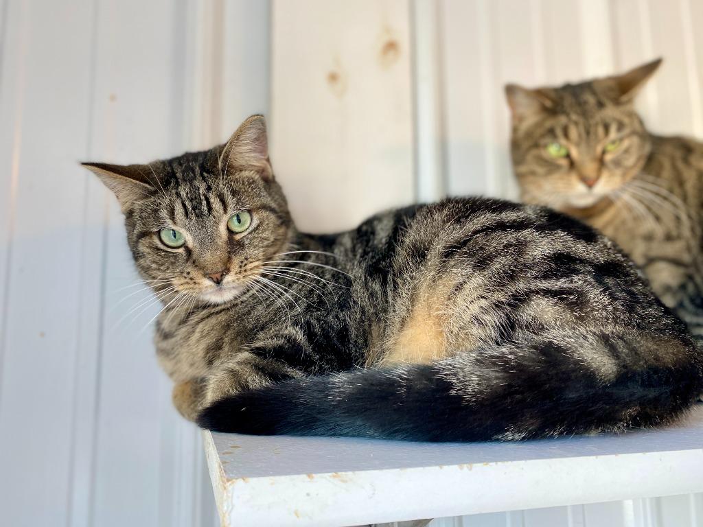 Alex, a Adoptable mixed breed in Hartford City, IN image 1/6