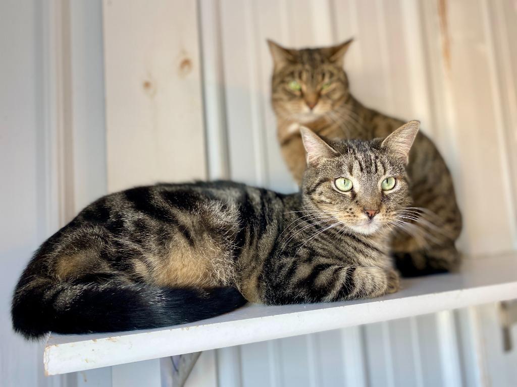 Enlarge Alex, a Adoptable mixed breed in Hartford City, IN image 2/6