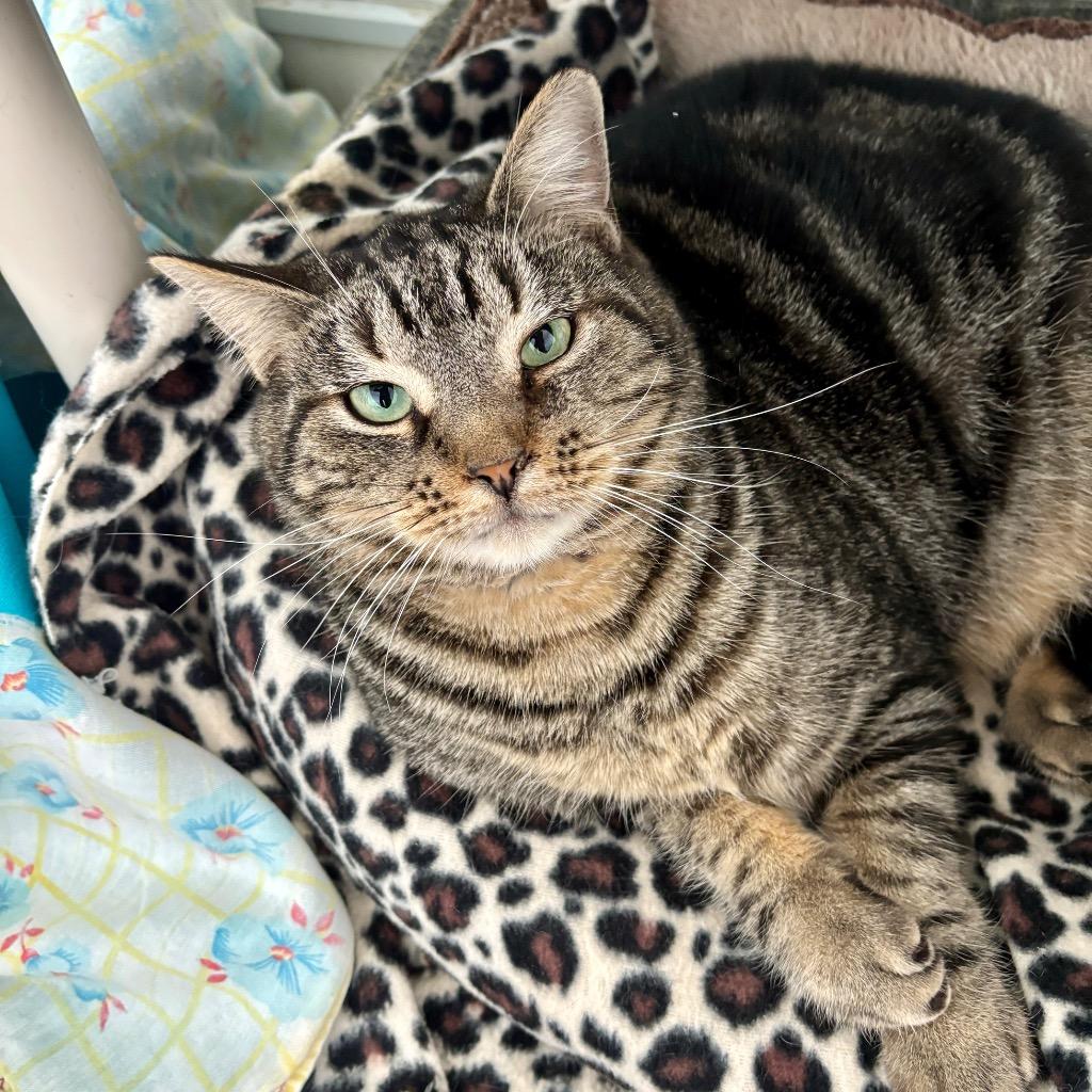 Alex, Adoptable, Adult Male Domestic Short Hair.