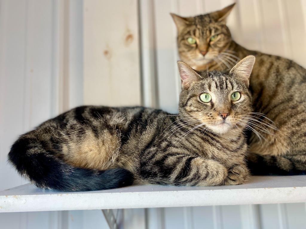 Enlarge Alex, a Adoptable mixed breed in Hartford City, IN image 2/6