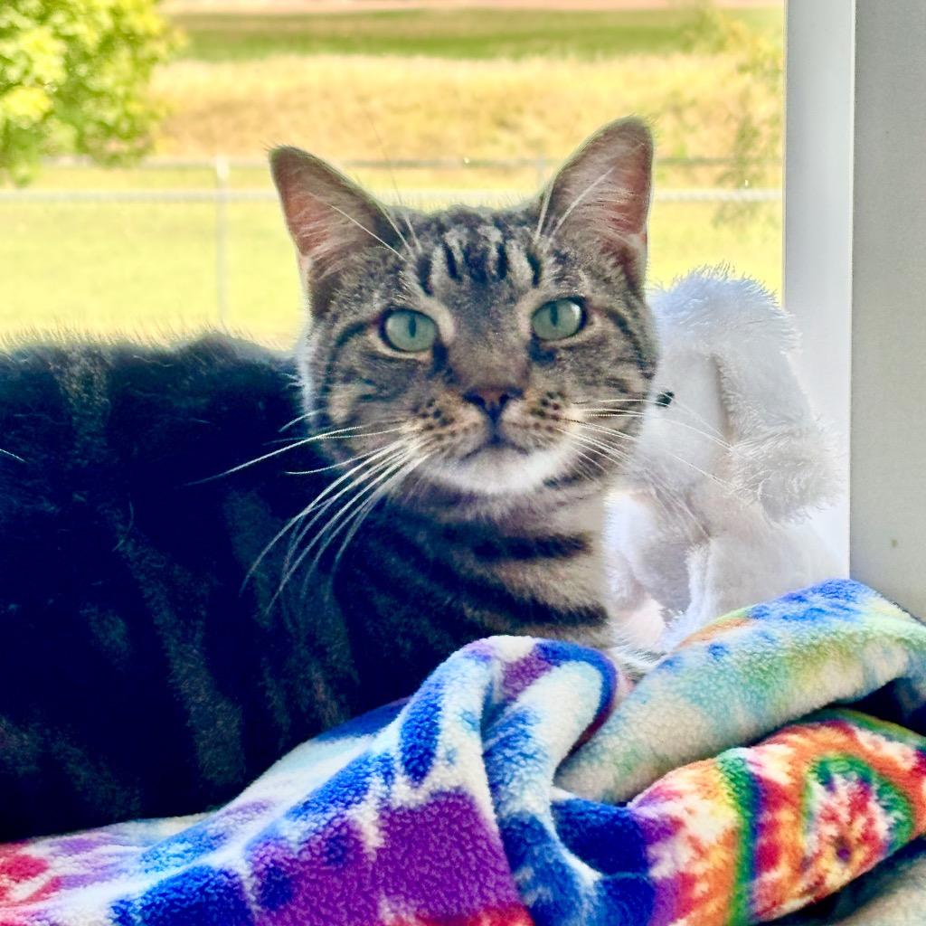 Alex, a Adoptable mixed breed in Hartford City, IN image 2/6