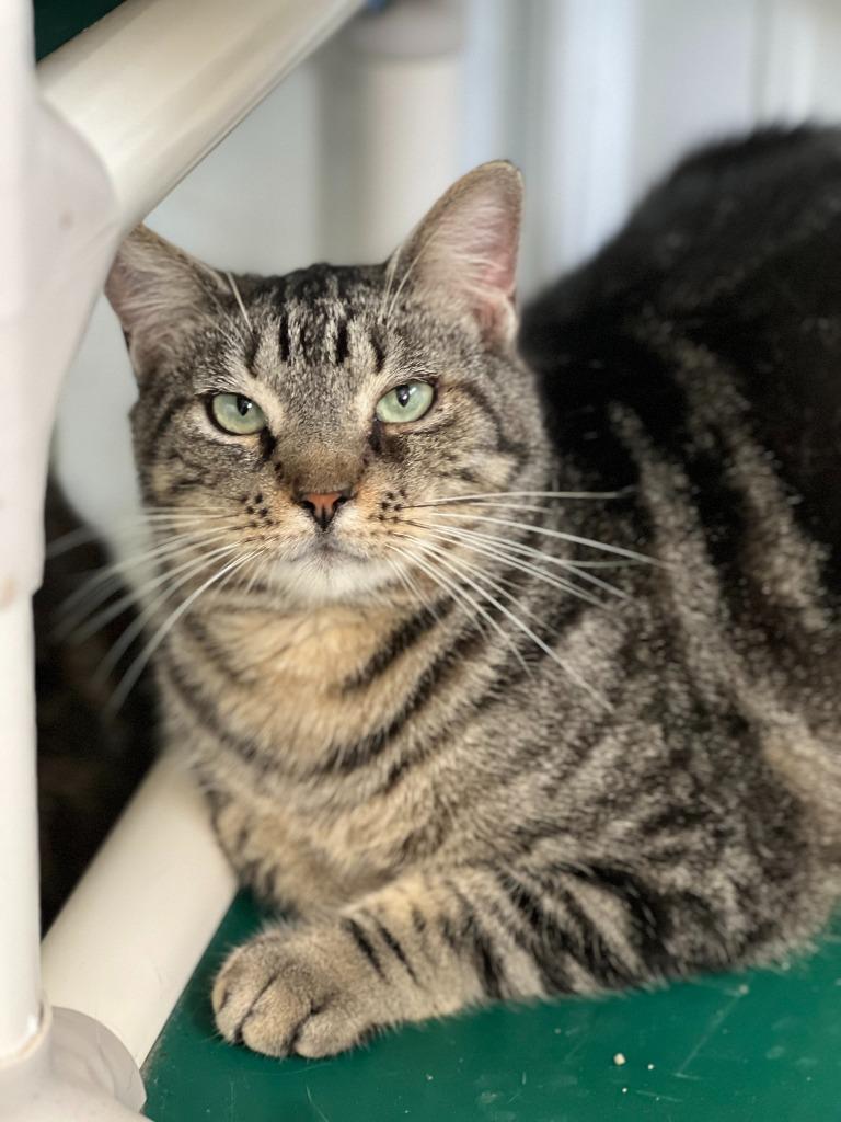 Enlarge Alex, a Adoptable mixed breed in Hartford City, IN image 4/6