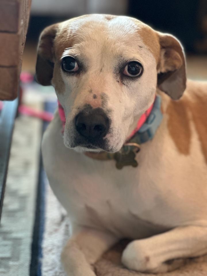 Enlarge Kenna, a Adoptable mixed breed in Albuquerque, NM image 2/6