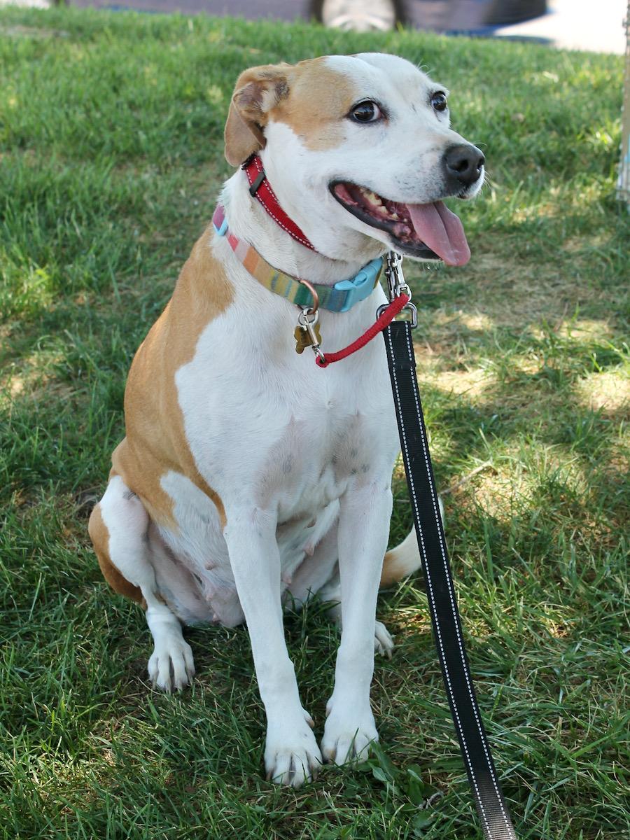 Kenna, Adoptable, Adult Female Boxer.