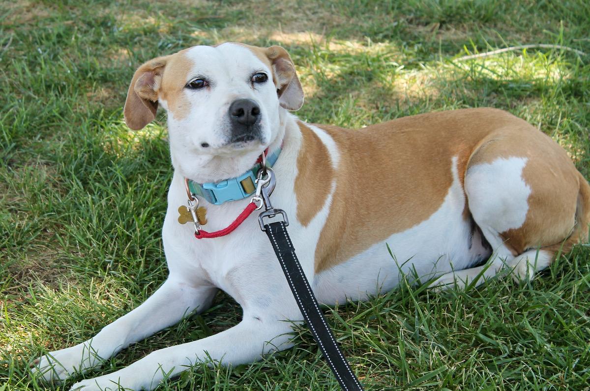 Enlarge Kenna, a Adoptable mixed breed in Albuquerque, NM image 6/6