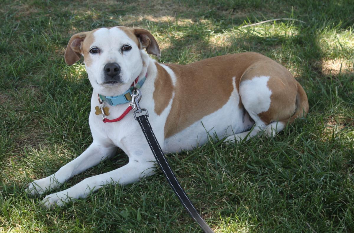 Enlarge Kenna, a Adoptable mixed breed in Albuquerque, NM image 3/6