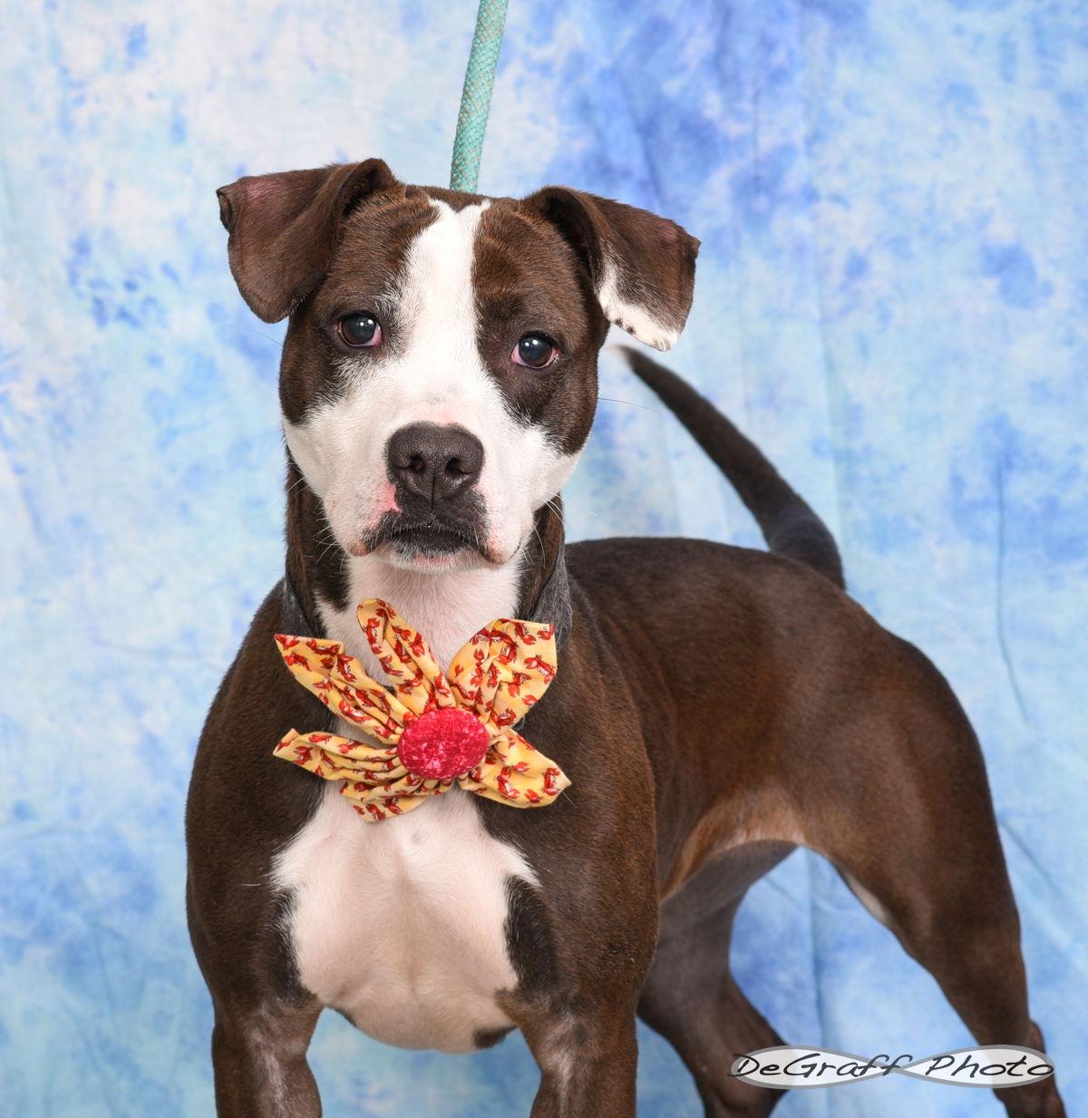 Pippy, Adopted, Young Female Terrier.