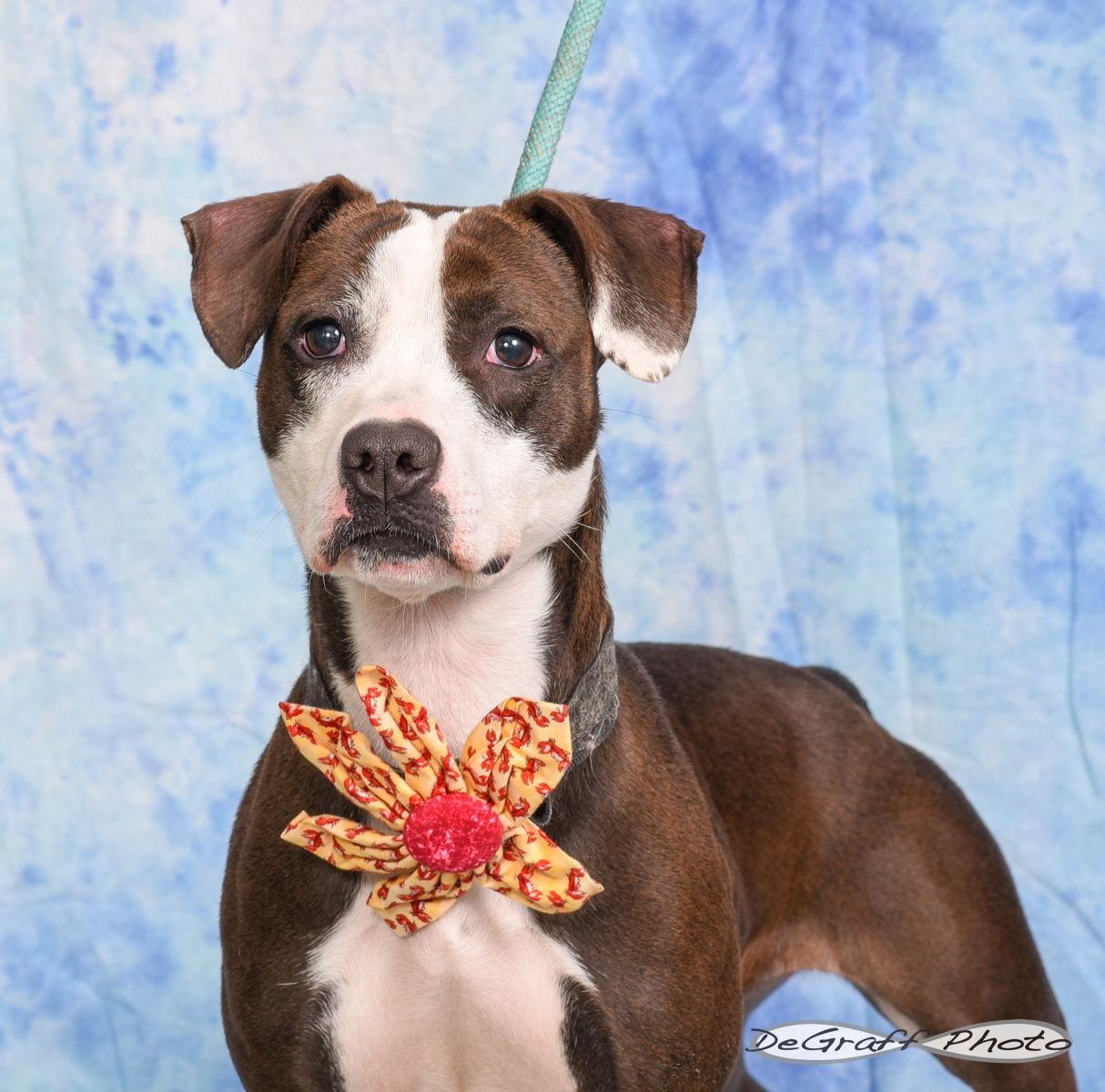 Enlarge Pippy, a Adopted Terrier in Pittsboro, NC image 2/2