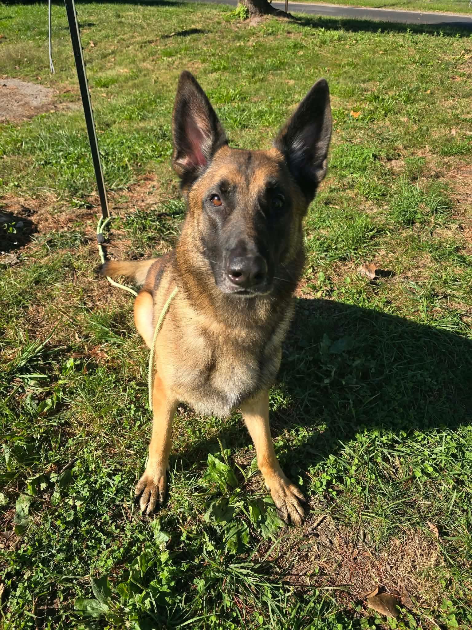 Enlarge Dutch, a Adopted mixed breed in Springfield, IL image 3/4
