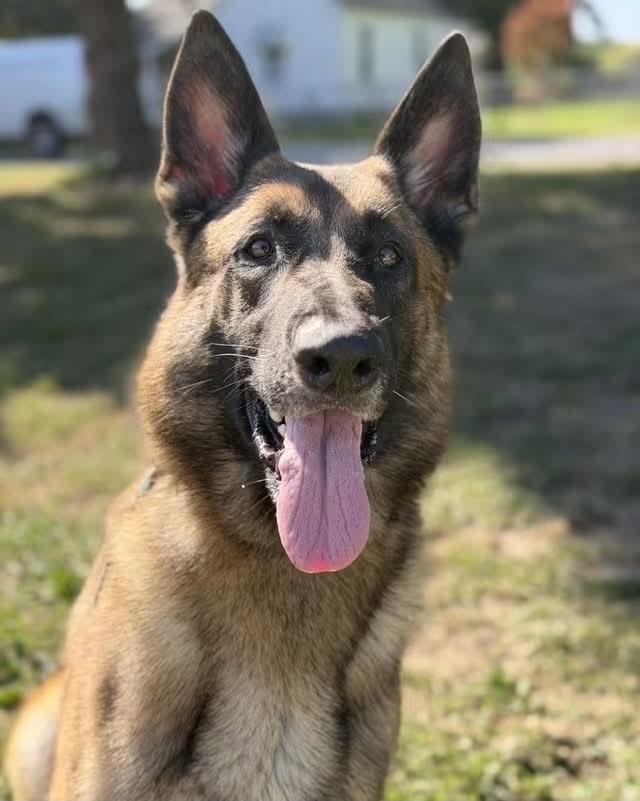 Enlarge Dutch, a Adopted mixed breed in Springfield, IL image 2/4