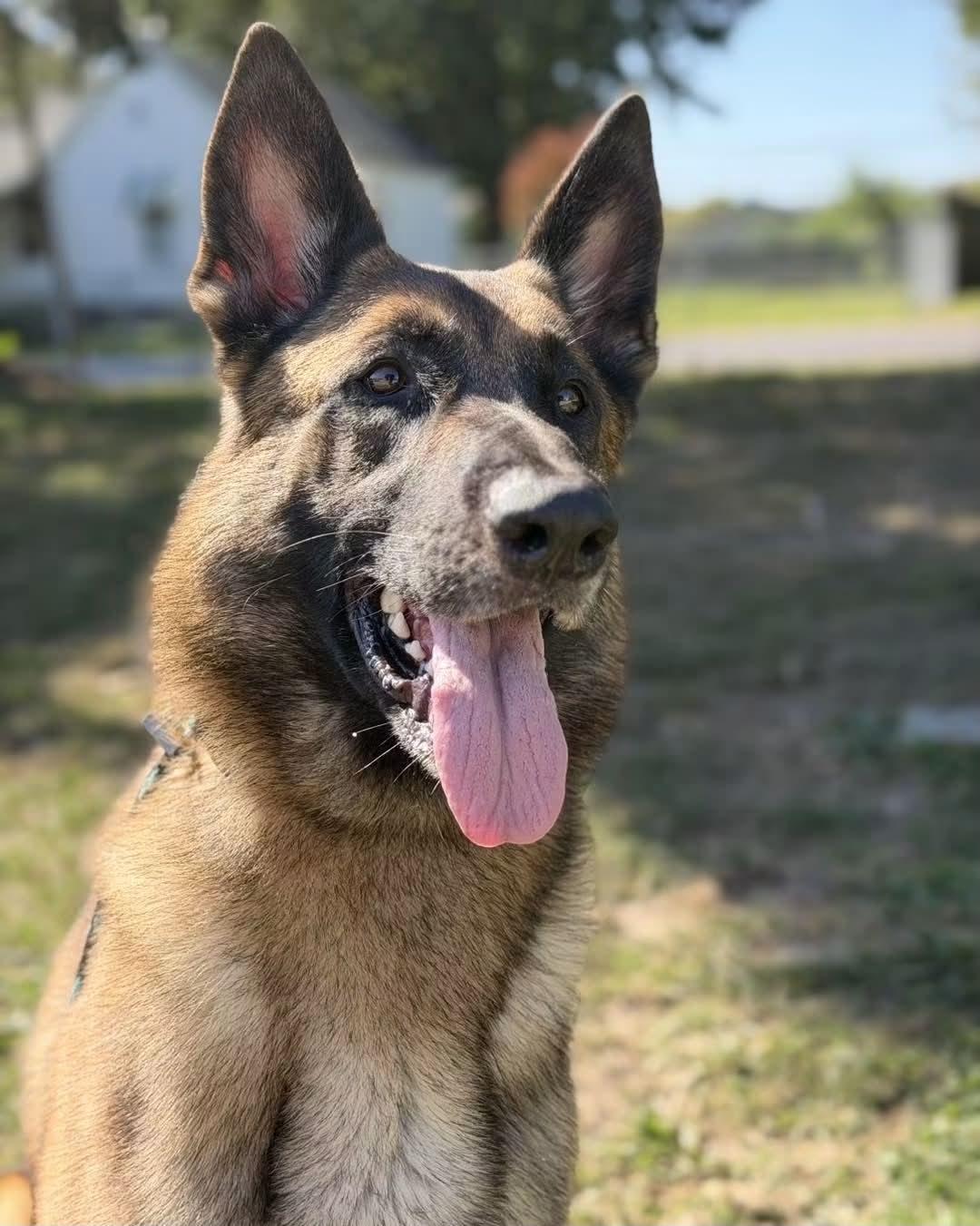 Dutch, Adopted, Adult Male German Shepherd Dog & Belgian Shepherd / Malinois.