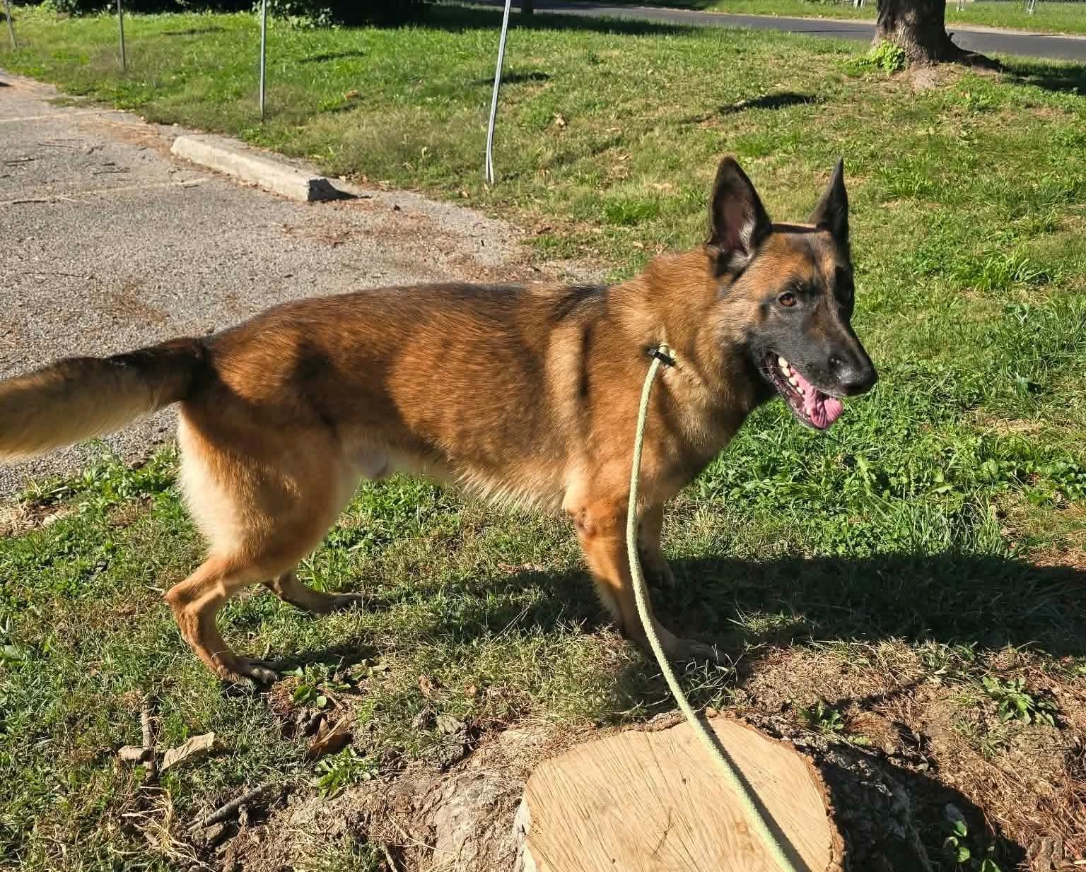 Enlarge Dutch, a Adopted mixed breed in Springfield, IL image 4/4