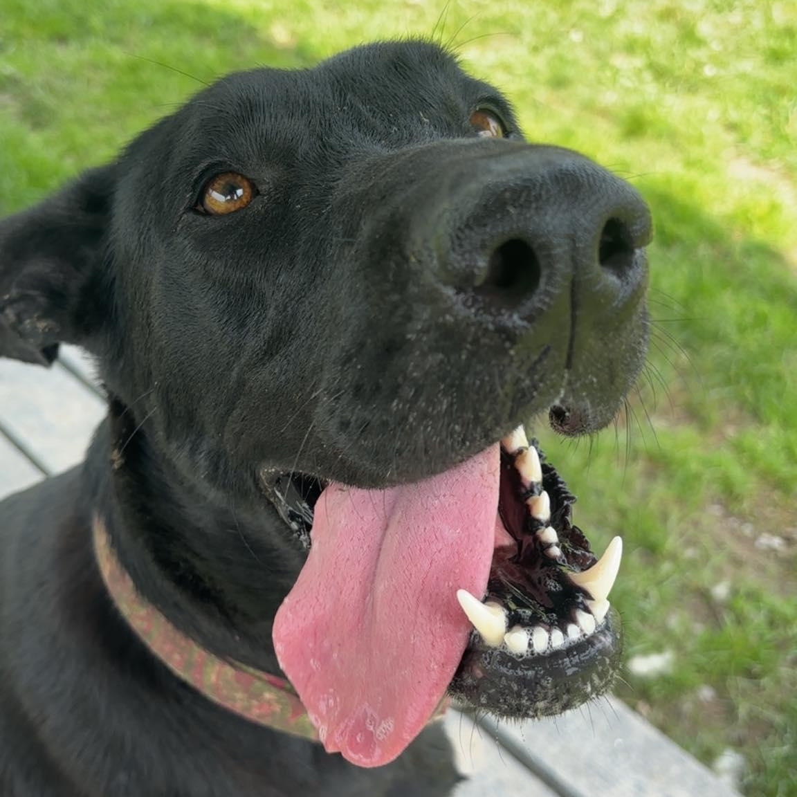 Jade, Young Female Great Dane