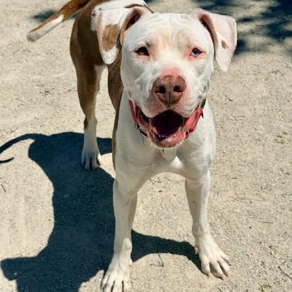 Enlarge Graham, a Adoptable mixed breed in Wheaton, IL image 1/3