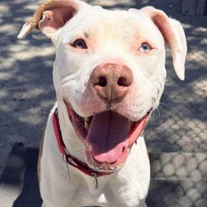 Enlarge Graham, a Adoptable mixed breed in Wheaton, IL image 2/3