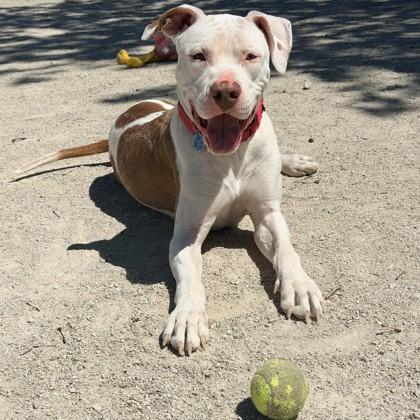 Graham, a Adoptable mixed breed in Wheaton, IL image 2/3