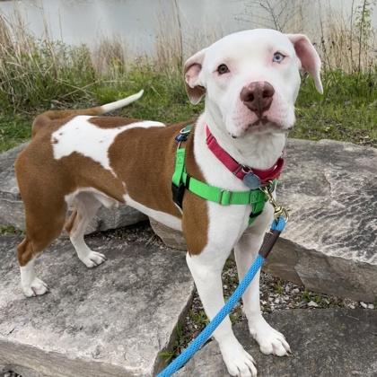 Graham, a Adoptable mixed breed in Wheaton, IL image 3/3