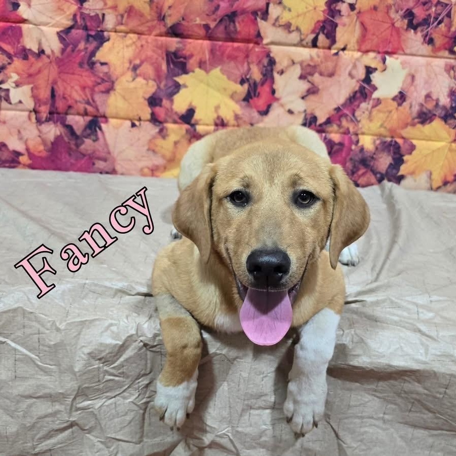 Enlarge Fancy, a Adoptable mixed breed in Joliet, IL image 1/1