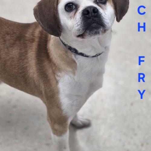French Fry, Adoptable, Young Male Pug & Beagle.