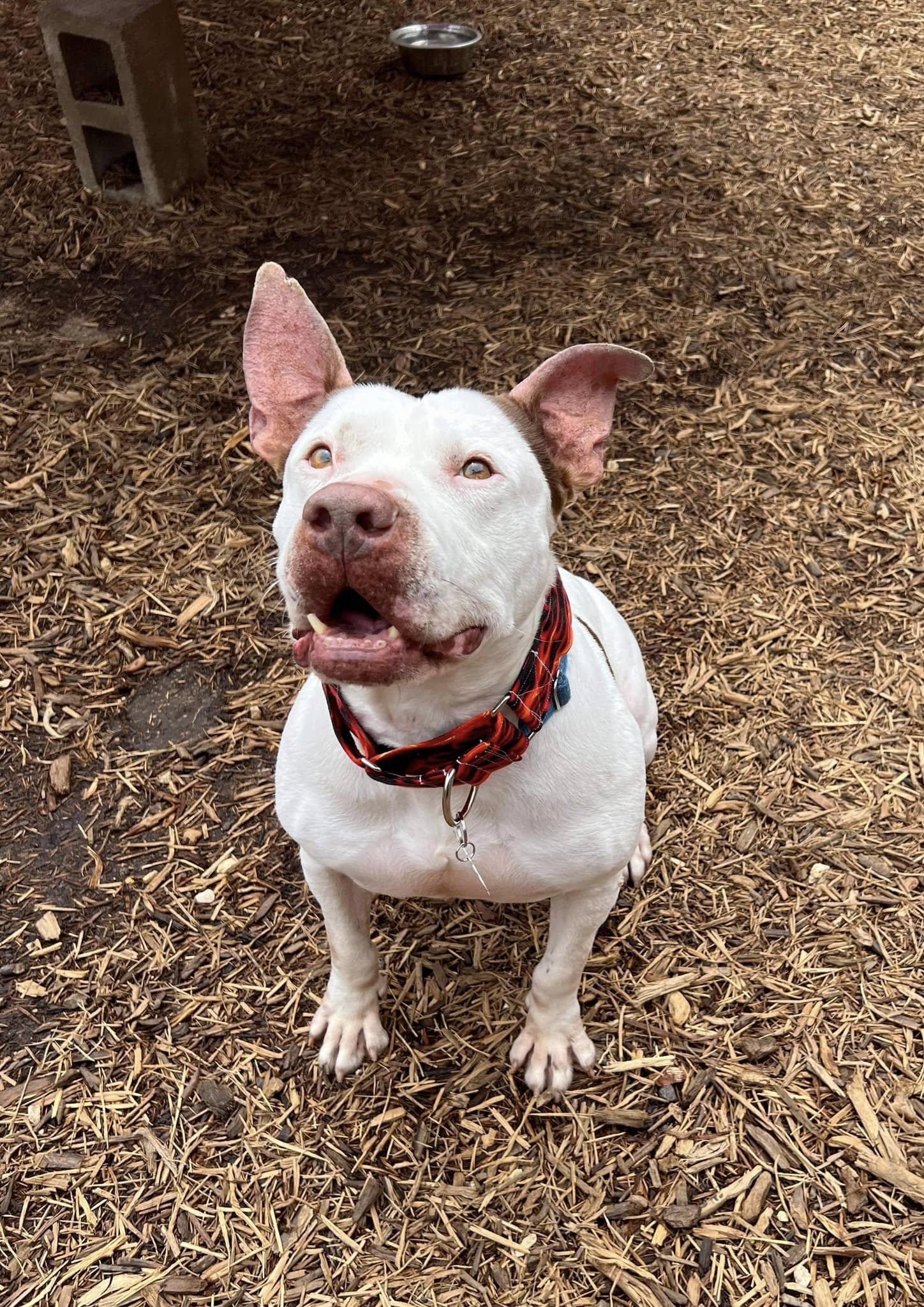Drax, a Adoptable mixed breed in Clinton, CT image 5/6